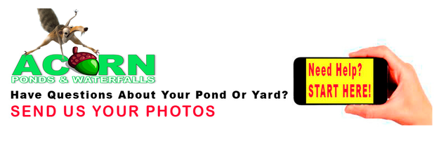 Koi Pond Cleaning & Maintenance Services In Rochester Monroe County New York (NY) By Acorn
